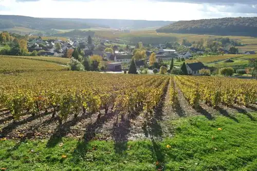 フランスのブドウ畑