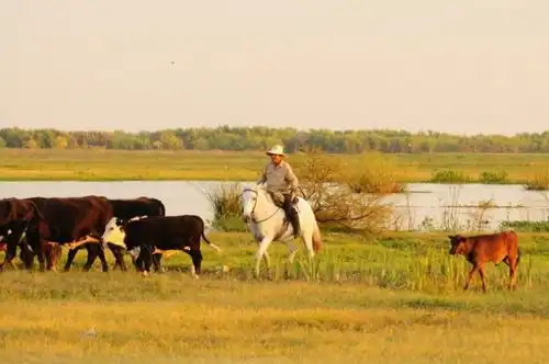 エスタンシアの放牧地とガウチョ