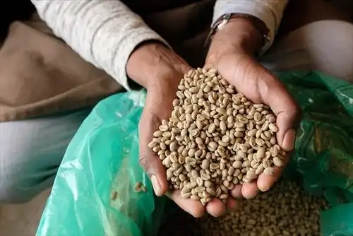 エチオピア産の生のコーヒー豆