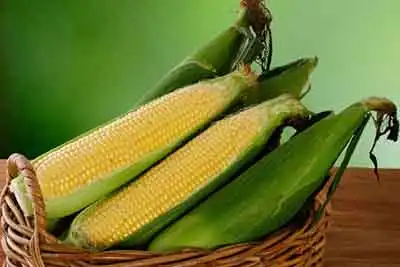 とうもろこし