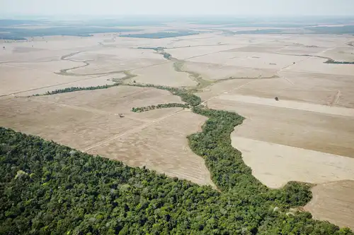 開発による熱帯林の破壊