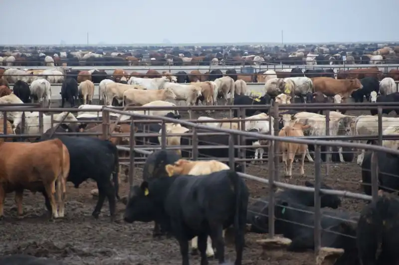 フィードロット