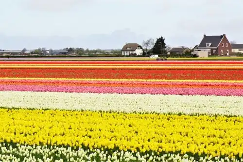 オランダの花卉栽培