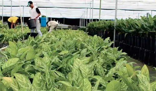 フロリダの園芸農業