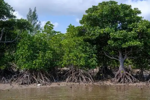 マングローブ林