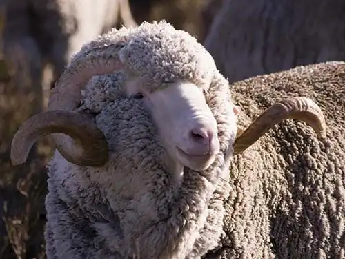 羊(メリノ種)
