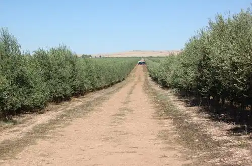 スペインのオリーブ畑