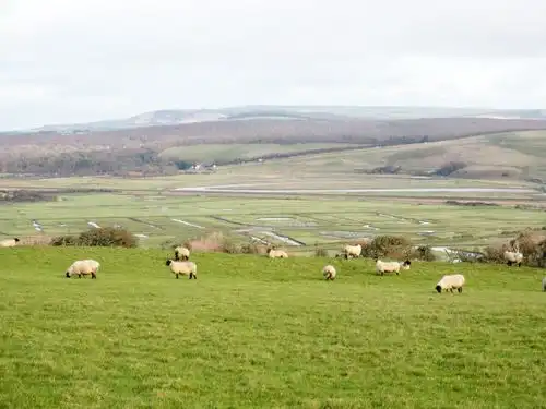 イギリスの羊と牧草地