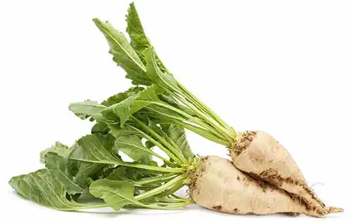 てんさい（甜菜）