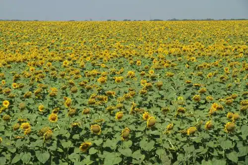 ウクライナのひまわり畑