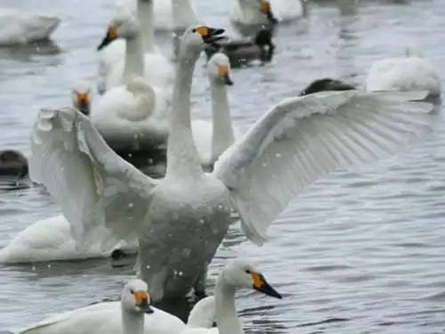 クッチャロ湖の水鳥